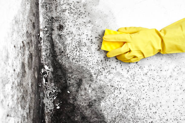 Best Commercial Mold Removal  in Rush Springs, OK