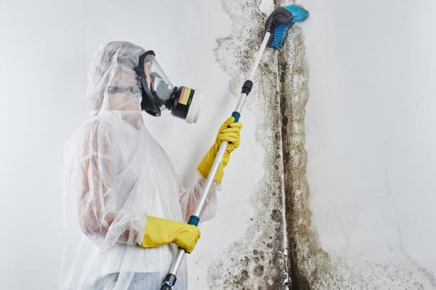 Trusted Rush Springs, OK Mold Removal Experts