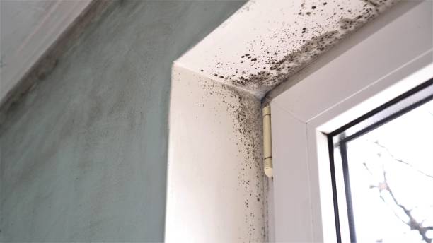 Best Home Mold Removal  in Rush Springs, OK