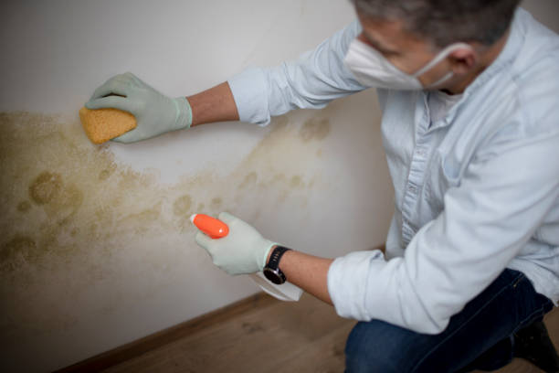 Trusted Rush Springs, OK Mold Removal Experts