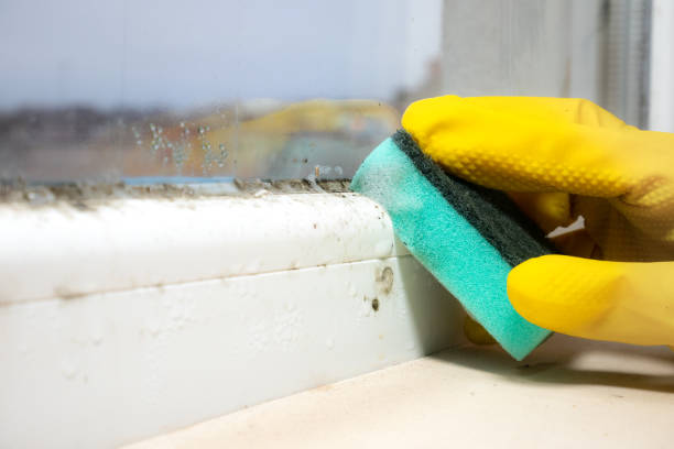 Best Certified Mold Removal  in Rush Springs, OK