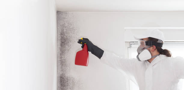 Best Best Mold Removal Companies  in Rush Springs, OK