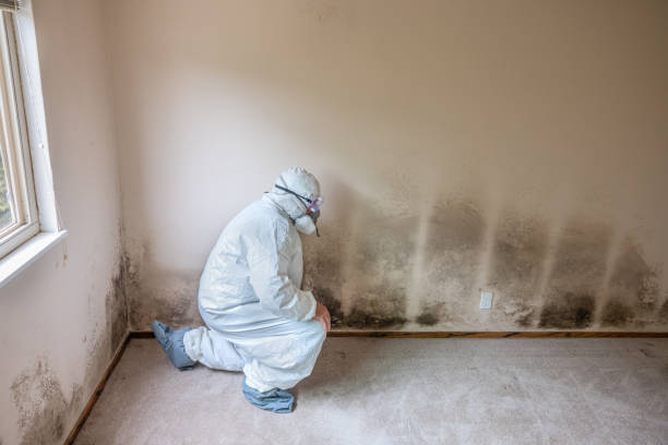 Best Mold Damage Repair  in Rush Springs, OK