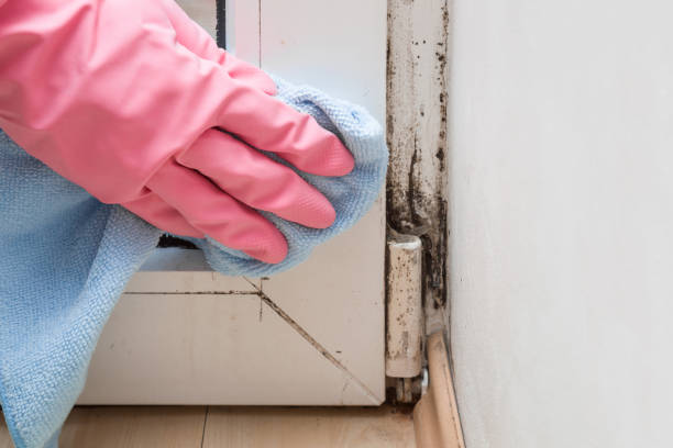 Best Emergency Mold Removal  in Rush Springs, OK