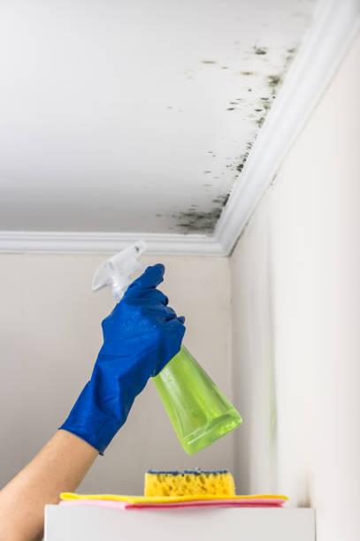 Best Professional Mold Removal  in Rush Springs, OK